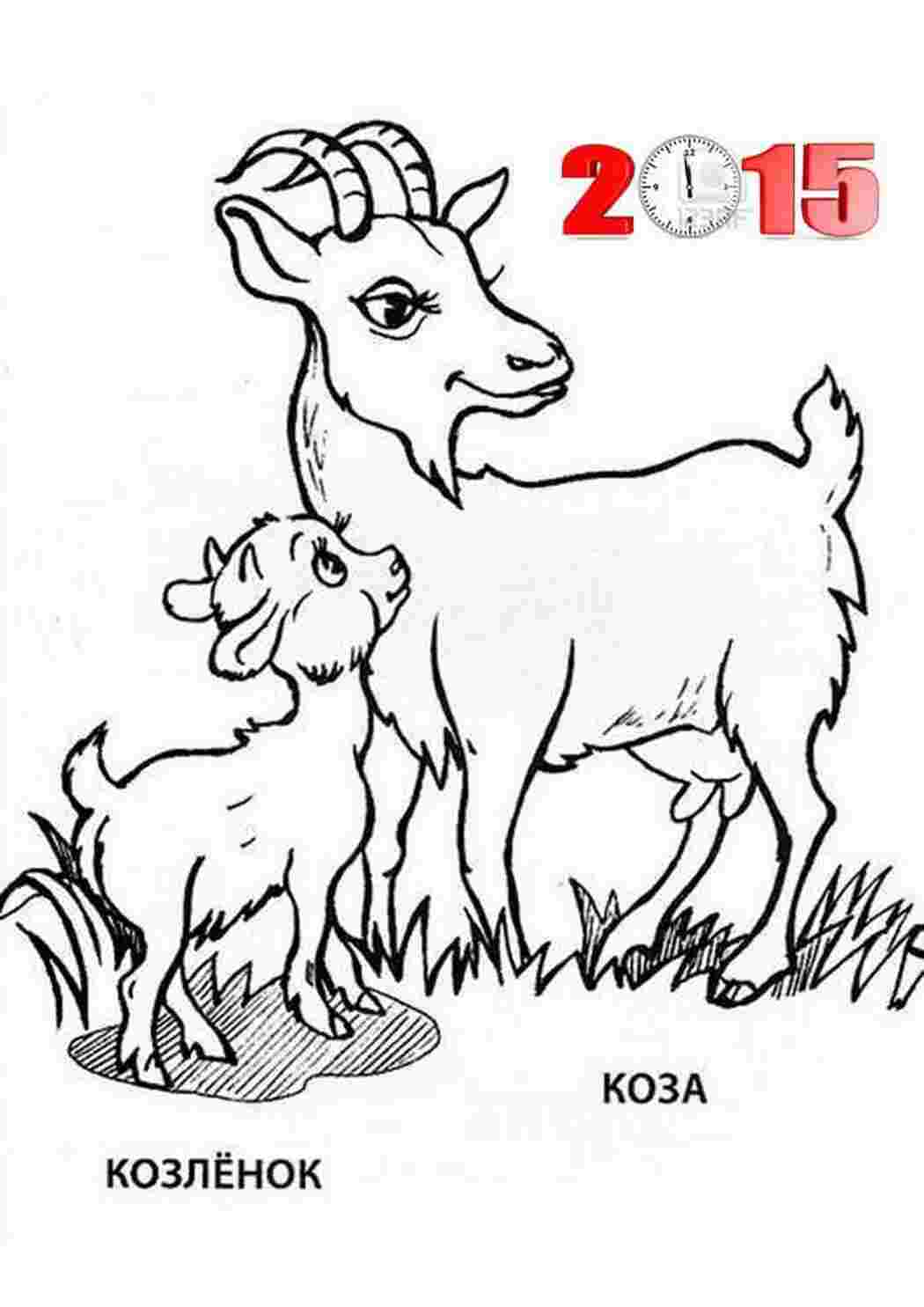 Раскраски Рисунок козы и козленка 2015 домашние животные Козы