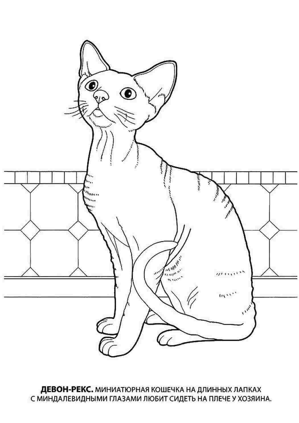 Раскраски Девон рекс. миниатюрная кошка котята и щенки кошка