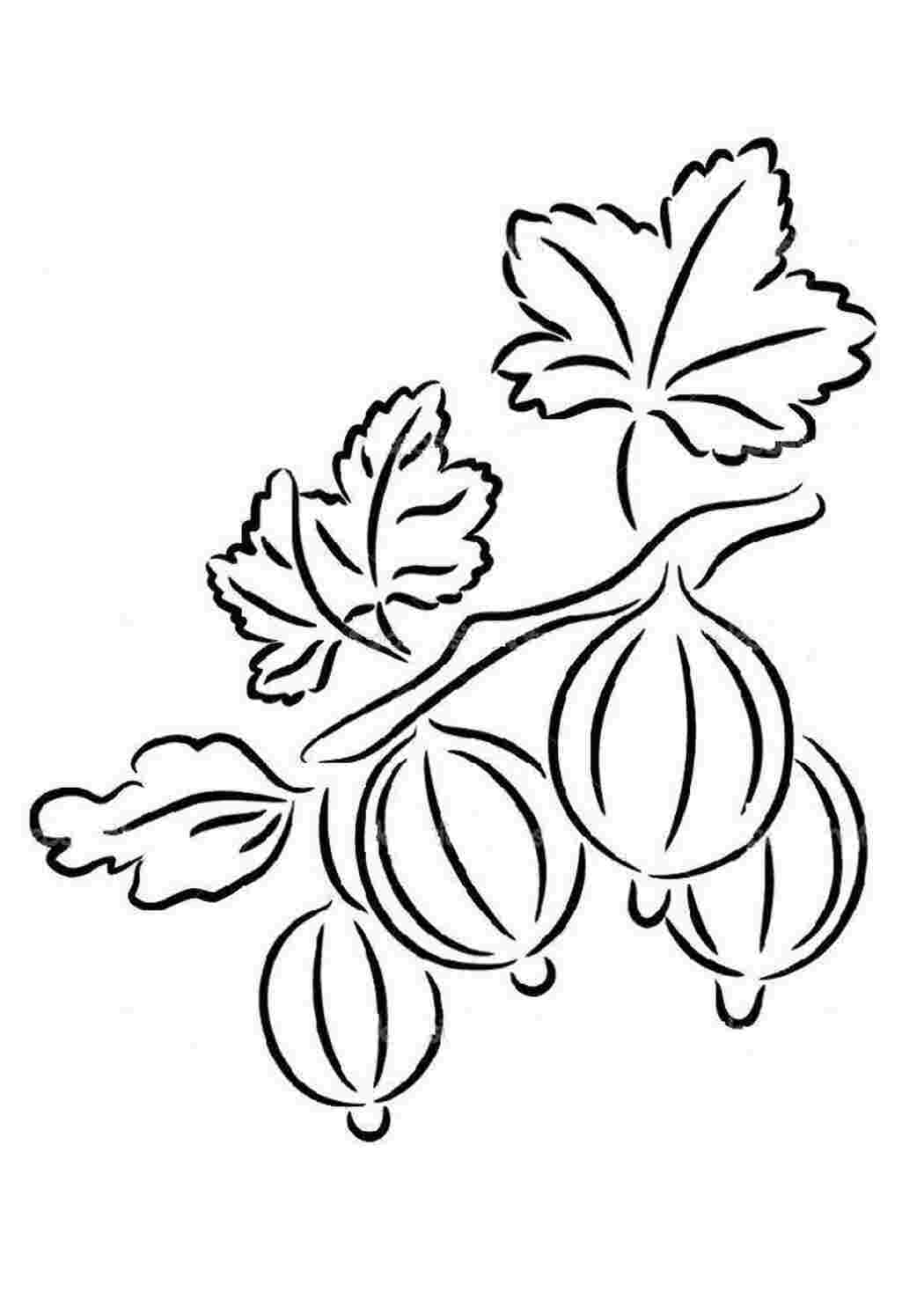 ягоды крыжовник