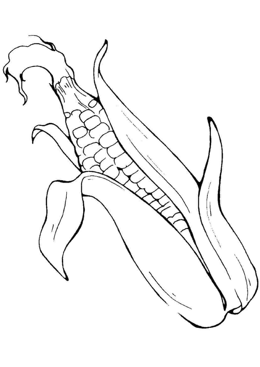 Раскраски Кукуруза в обертке овощи кукуруза