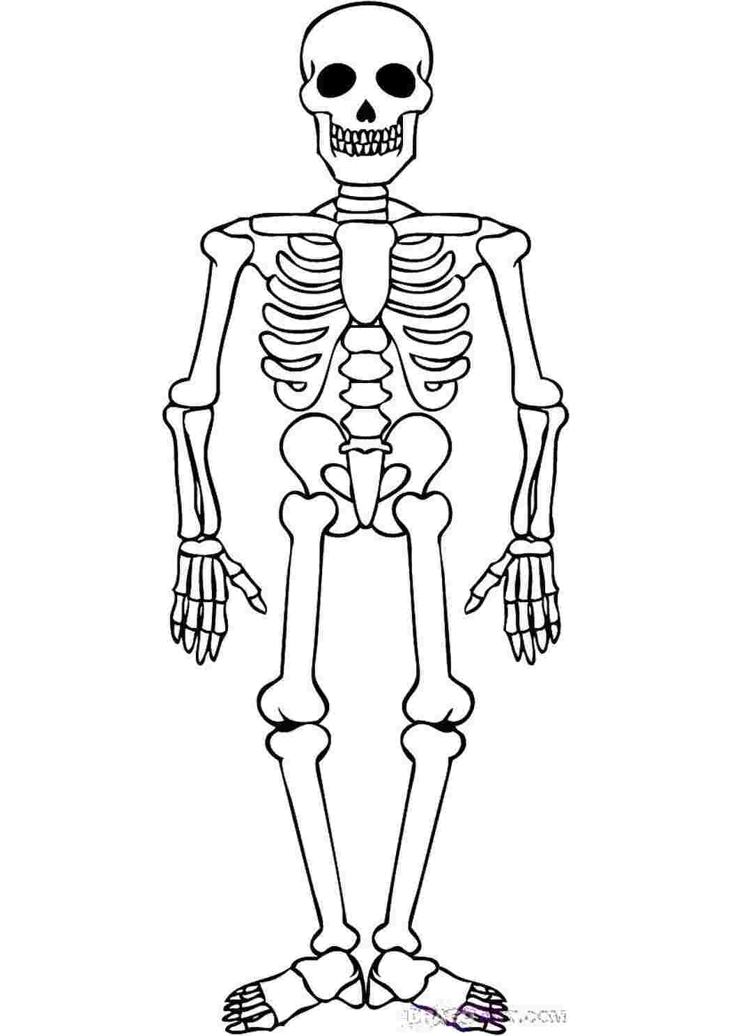 Скелет человека Раскраски для мальчиков бесплатно