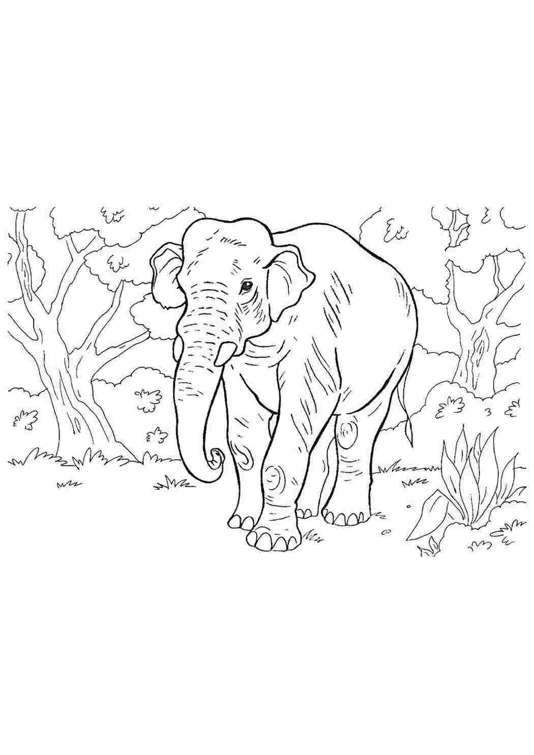 Раскраски Слон дикие животные Слон