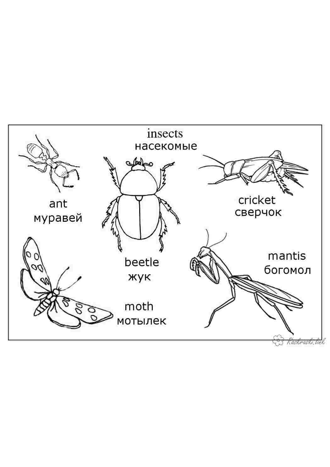 Раскраски Раскраски насекомые богомол, мотылек, жук, муравей, сверчок, насекомые, детские раскраски Раскраски насекомые богомол, мотылек, жук, муравей, сверчок, насекомые, детские раскраски  Раскраски скачать онлайн