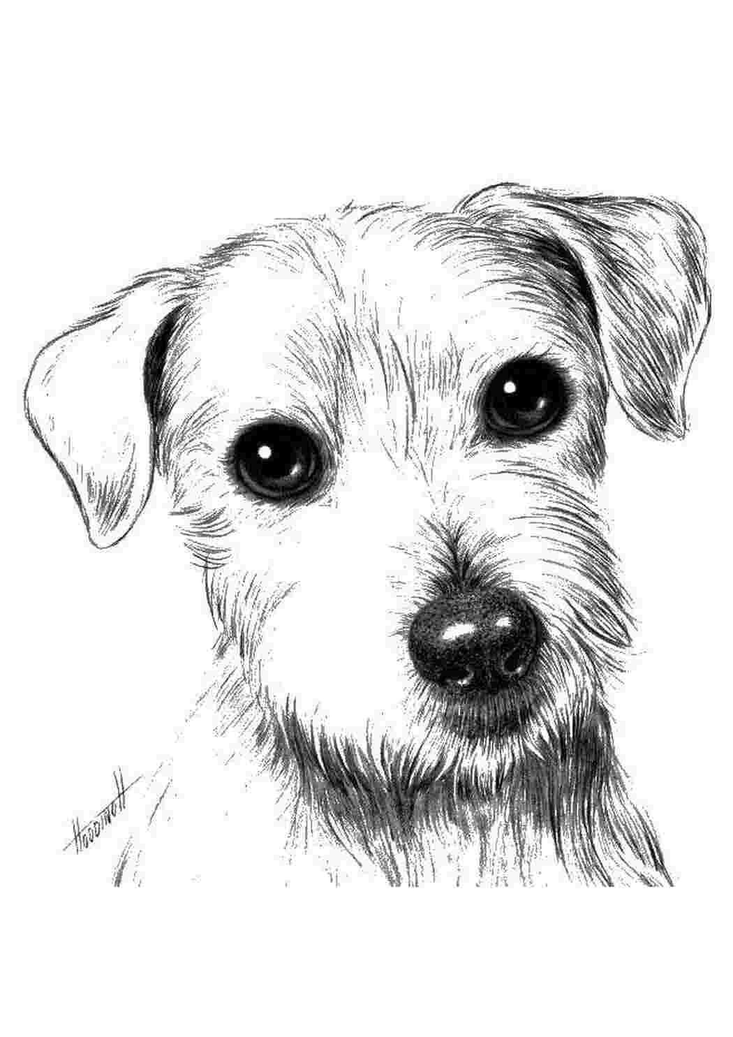 Раскраски собак - больше 110 изображений. Распечатать или скачать бесплатно.