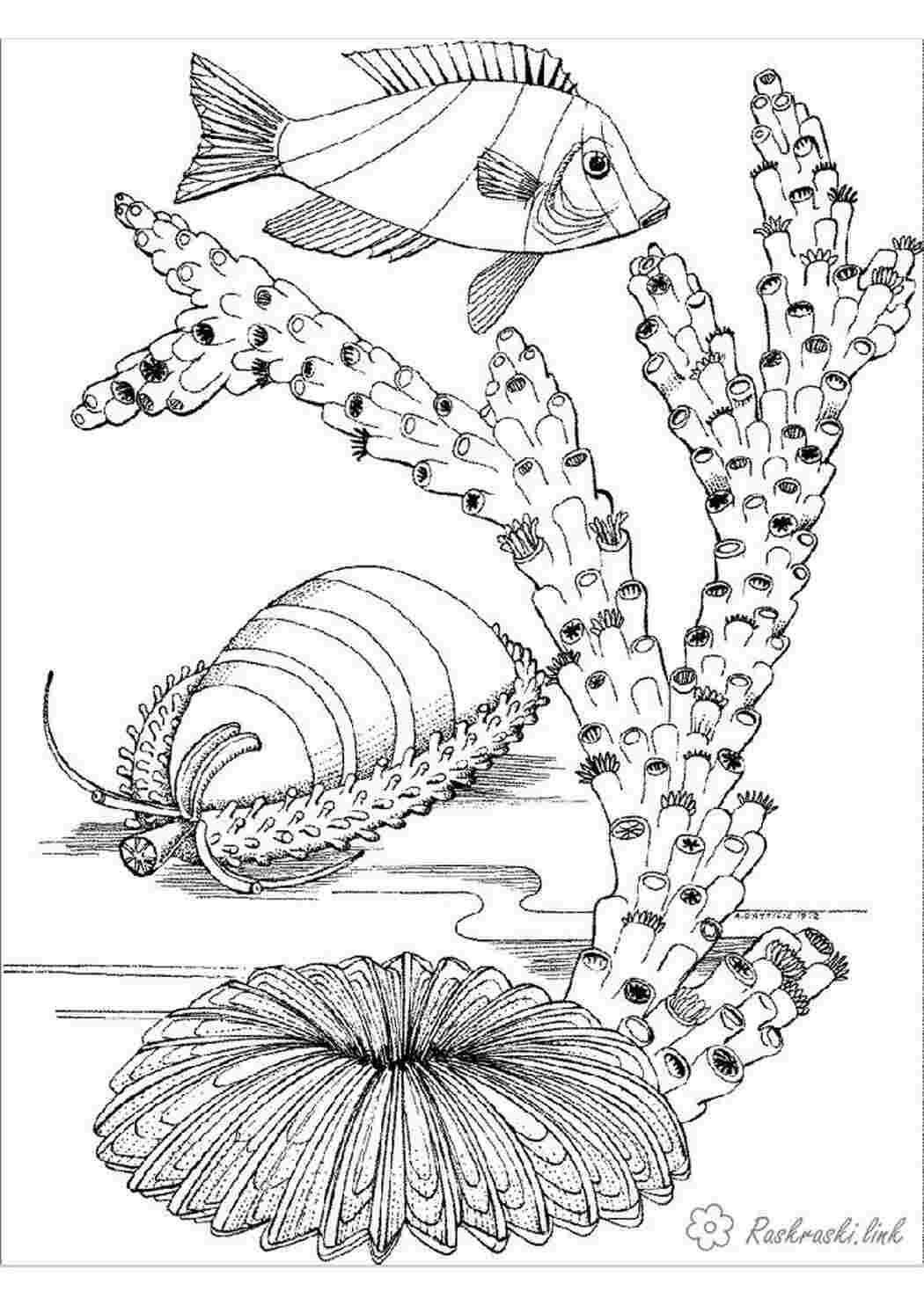 Раскраски природа подводный мир коралл рыба рыбка Раскраски Подводный мир 