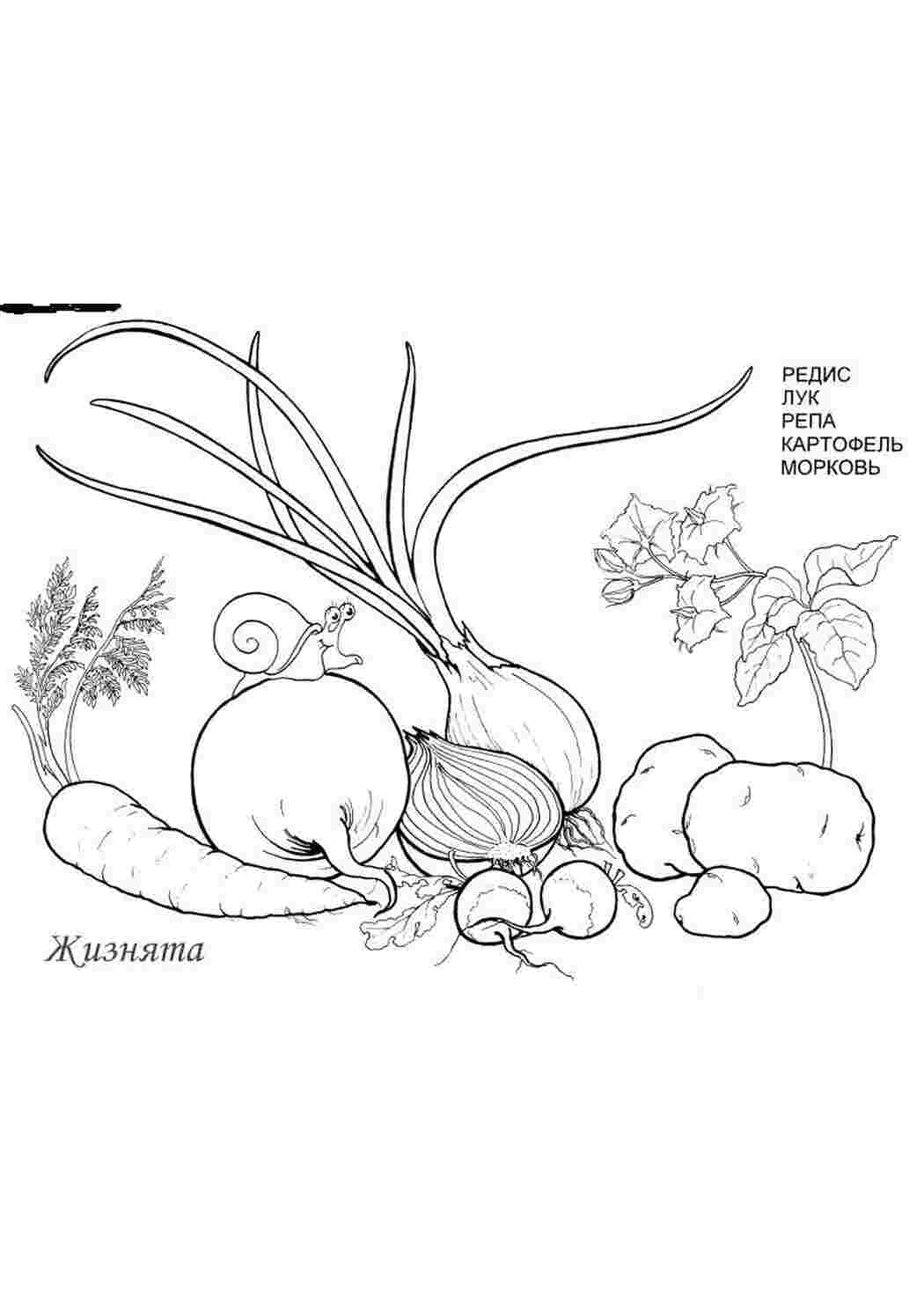 Раскраски овощи раскраска Овощи Овощи