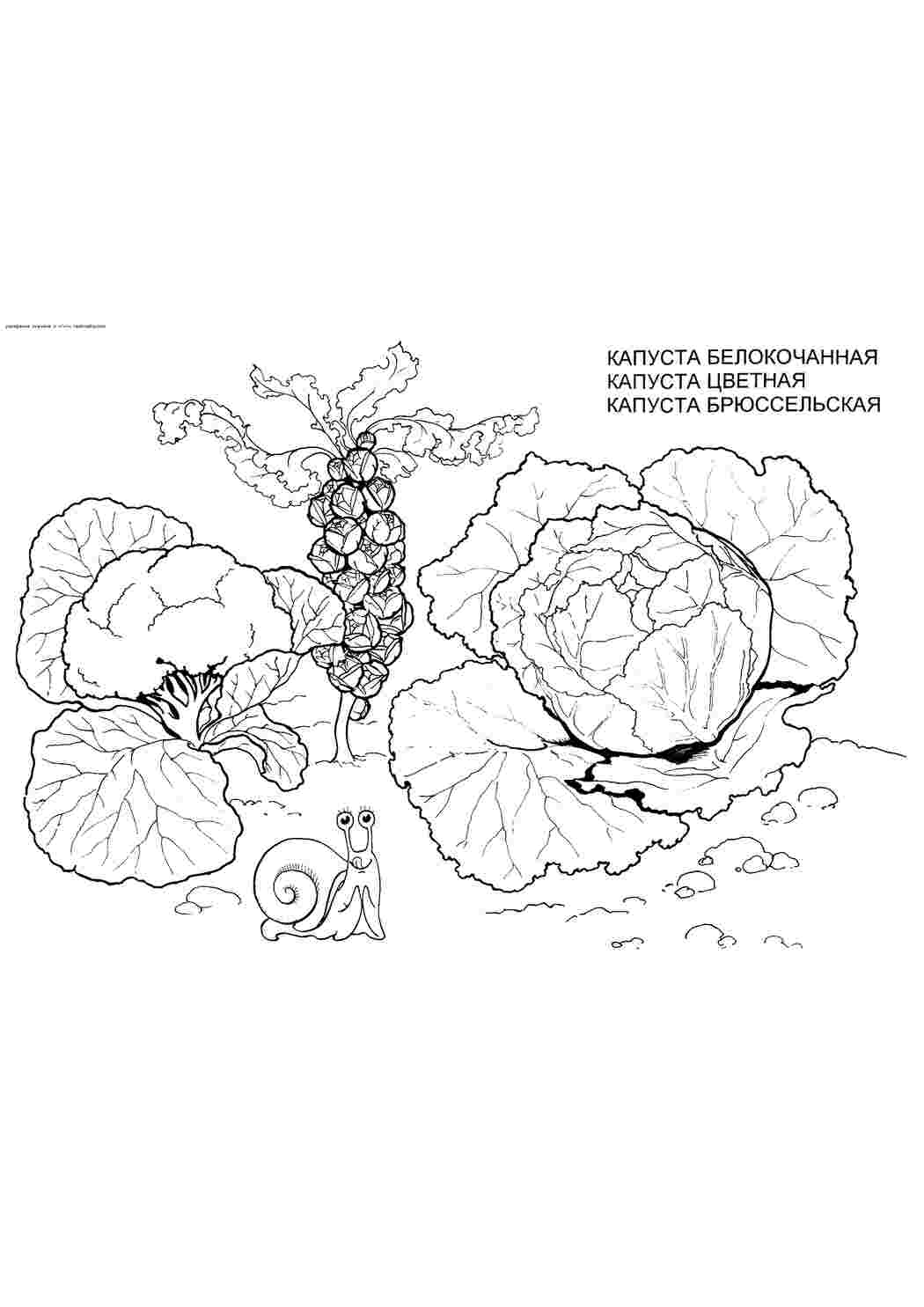Раскраски Детская раскраска растения, капуста белокачанная Раскраски Растения 