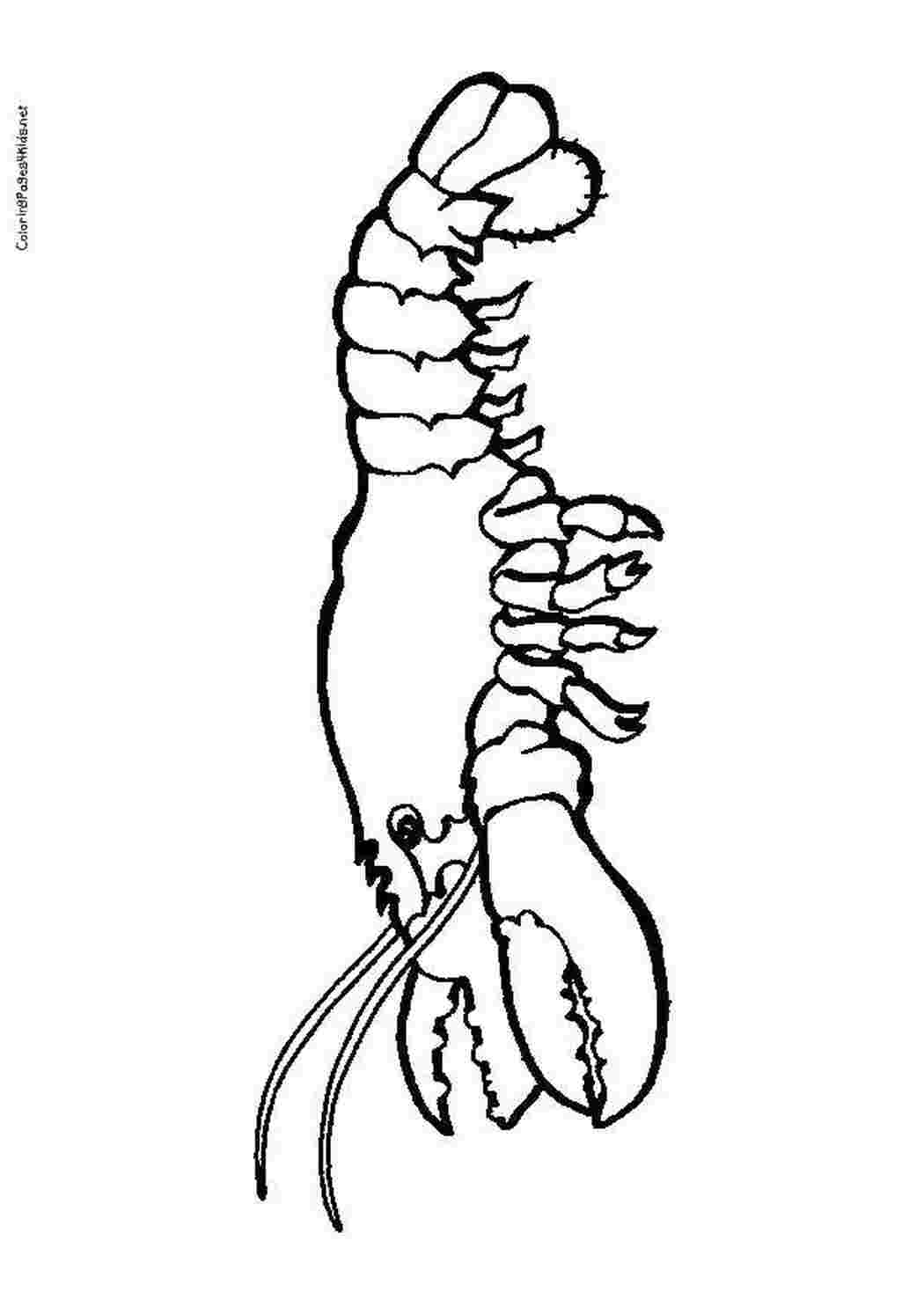 Раскраски Рак раскраски морские обитатели, ракообразные, лобстеры, раки