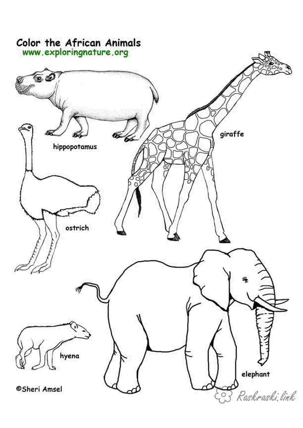 Раскраски раскраски для детей, животные, Африка Раскраски Африка 