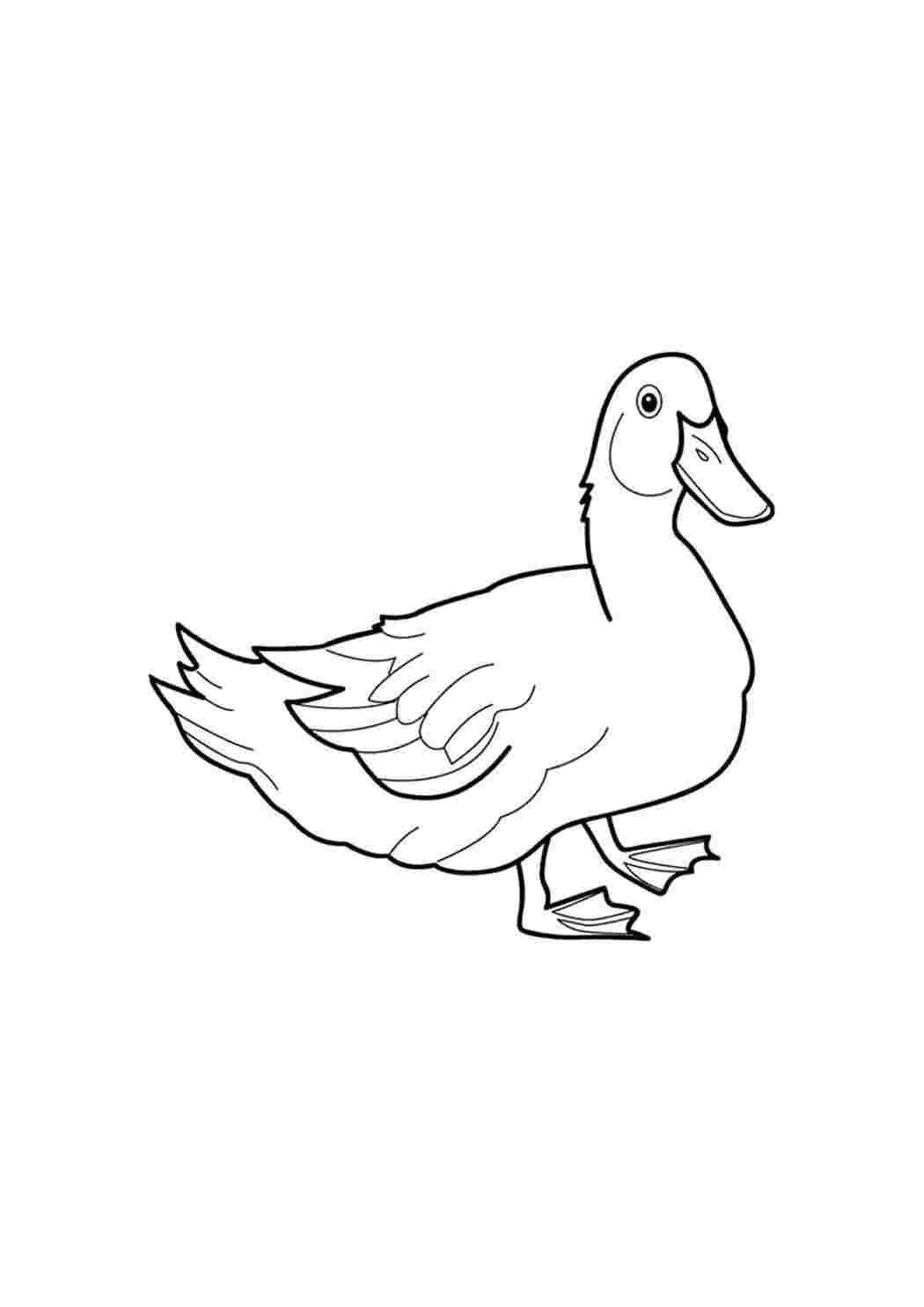 Раскраски   Раскраска утка