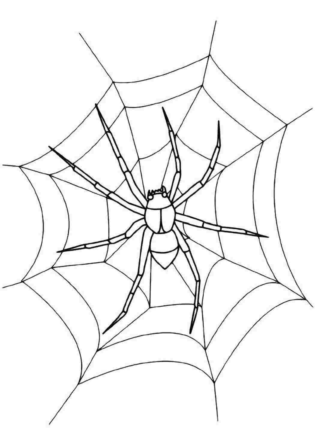 Раскраски паук на паутине для детей