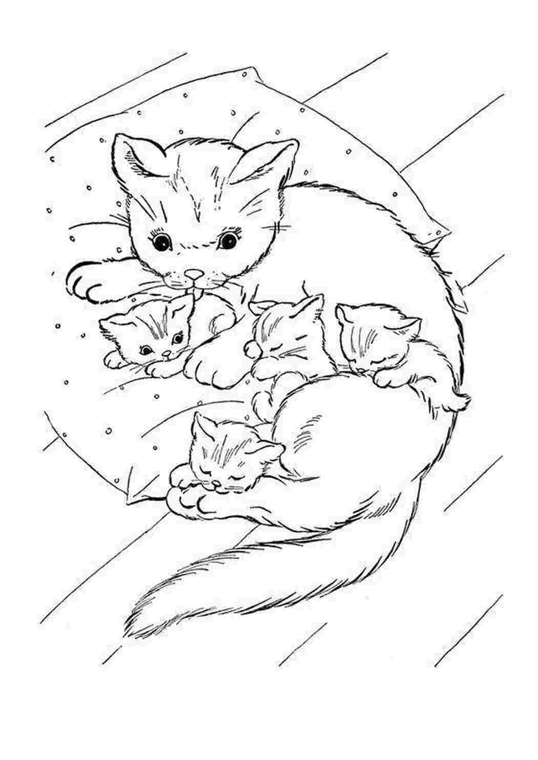 Раскраски Котята спят с мамой Животные Животные, котёнок