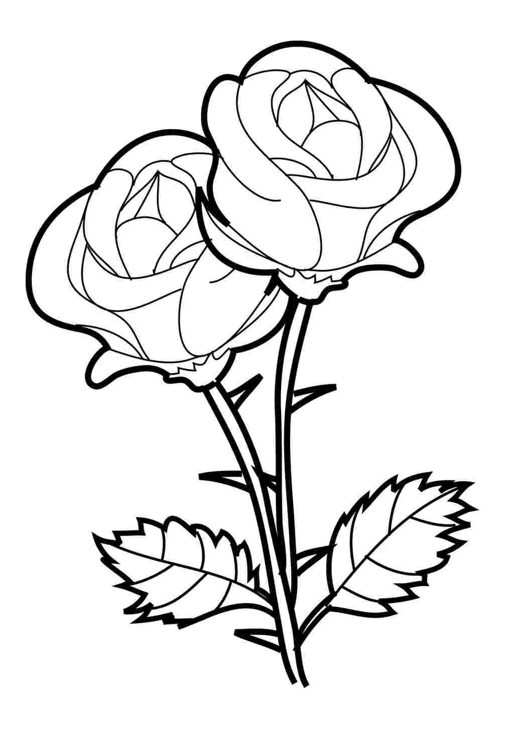Раскраски Цветы из роз цветы букет из роз, шиповидные розы