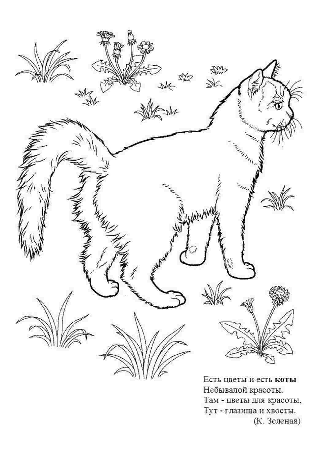 Кошка кот