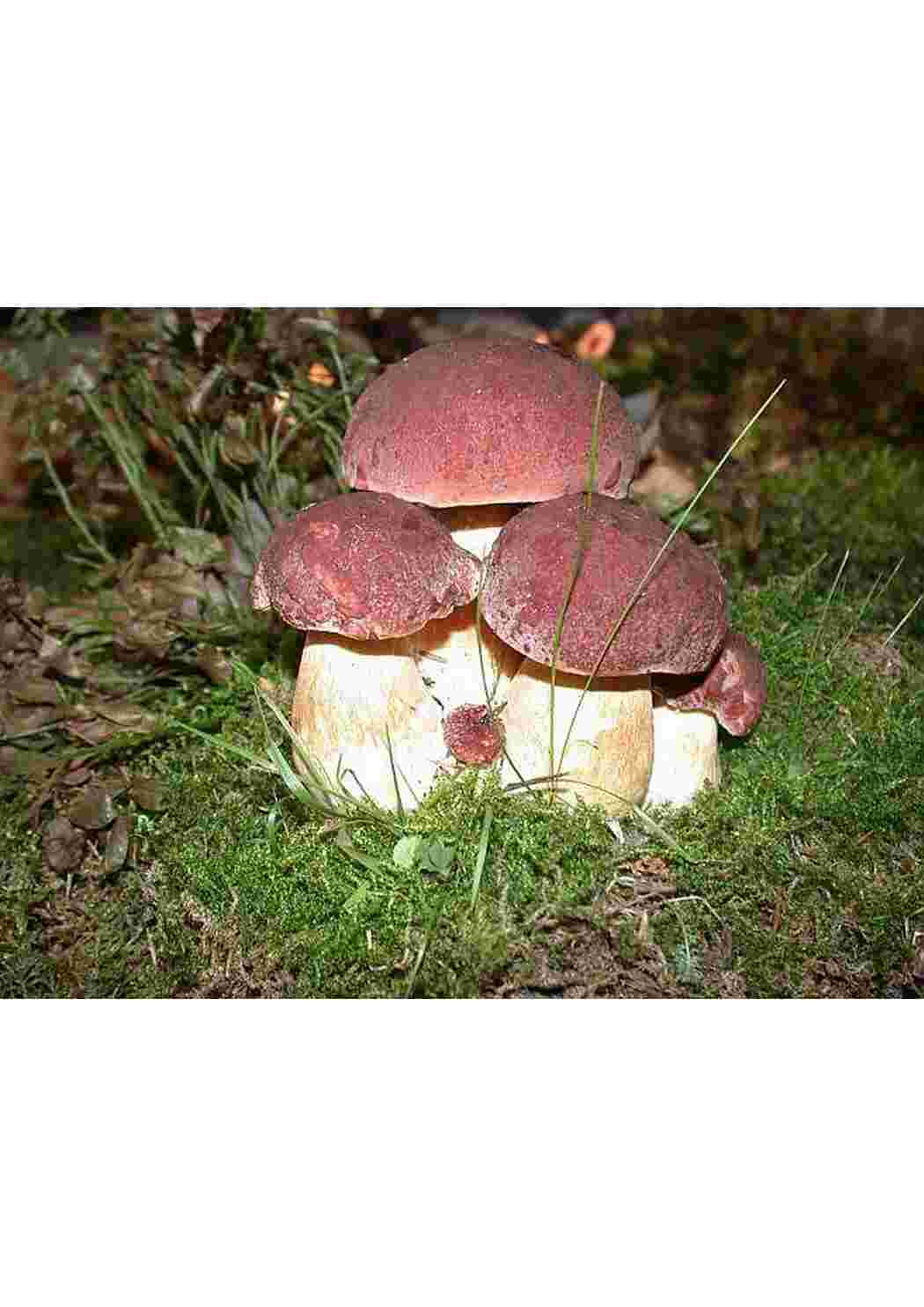 Раскраска осень – грибы в лесу
