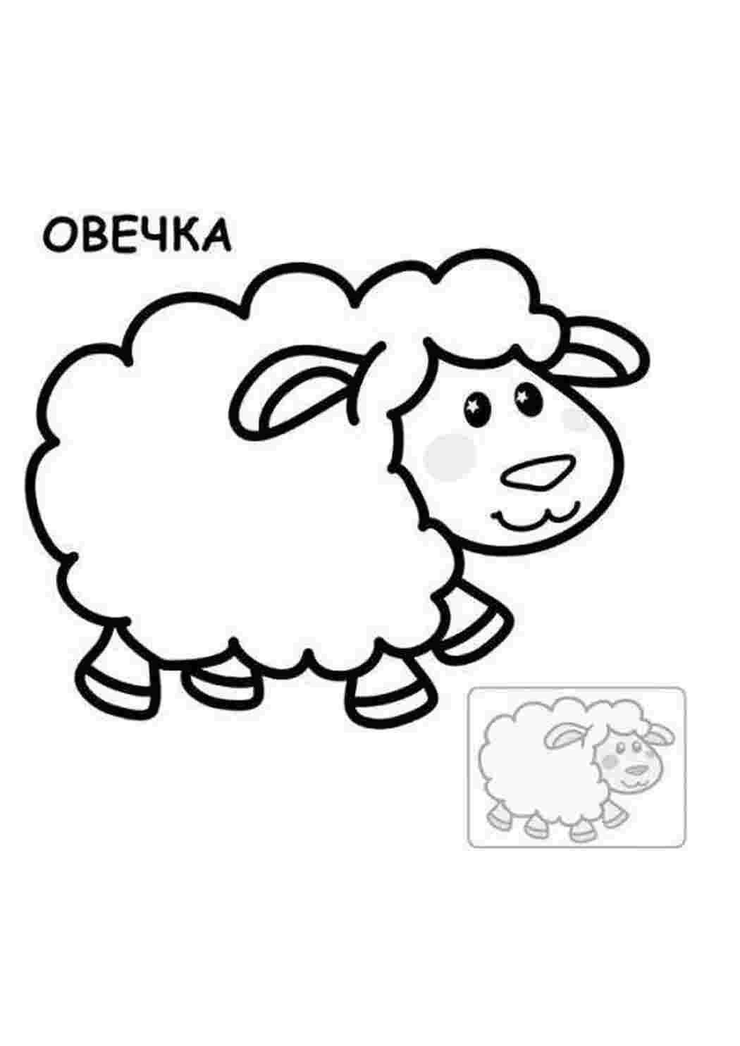 домашние животные овечка