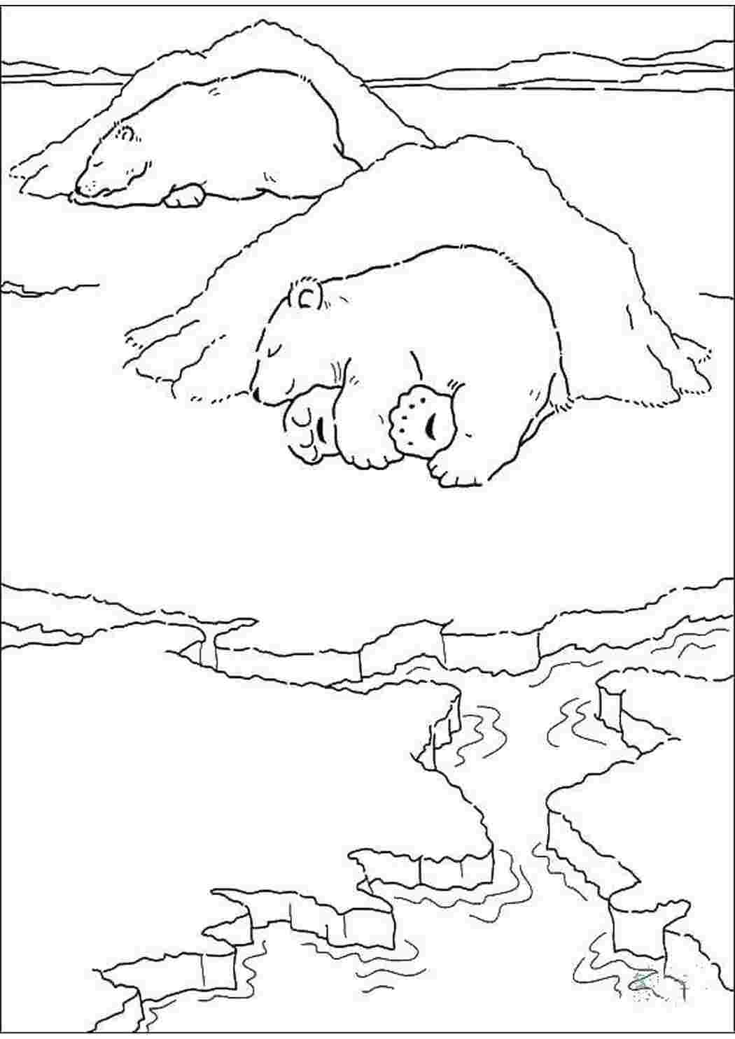 Раскраска белый медведь скачать и распечатать