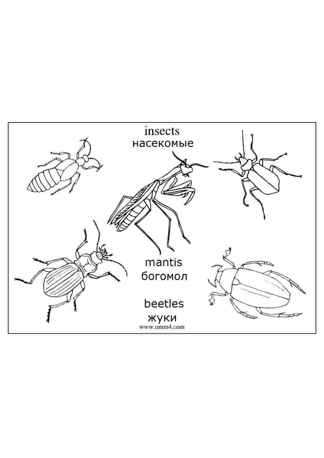 Идеи на тему «Жуки» (12) | жуки, рисунки, насекомые