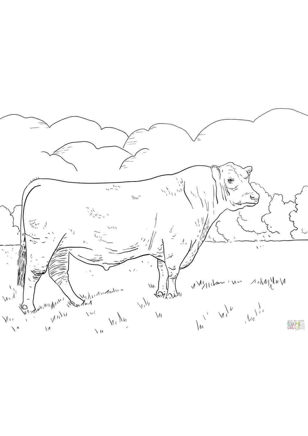 Раскраски Корова Животные Животные, корова