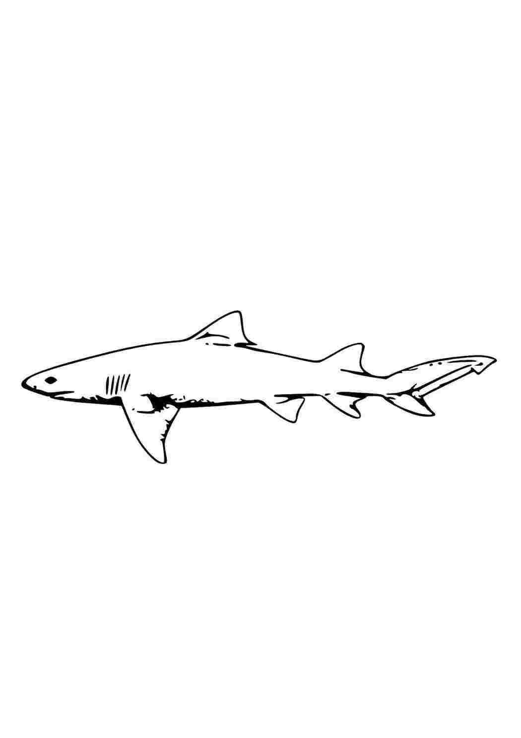 Раскраски Маленькая акула Акулы акулы, рыбы