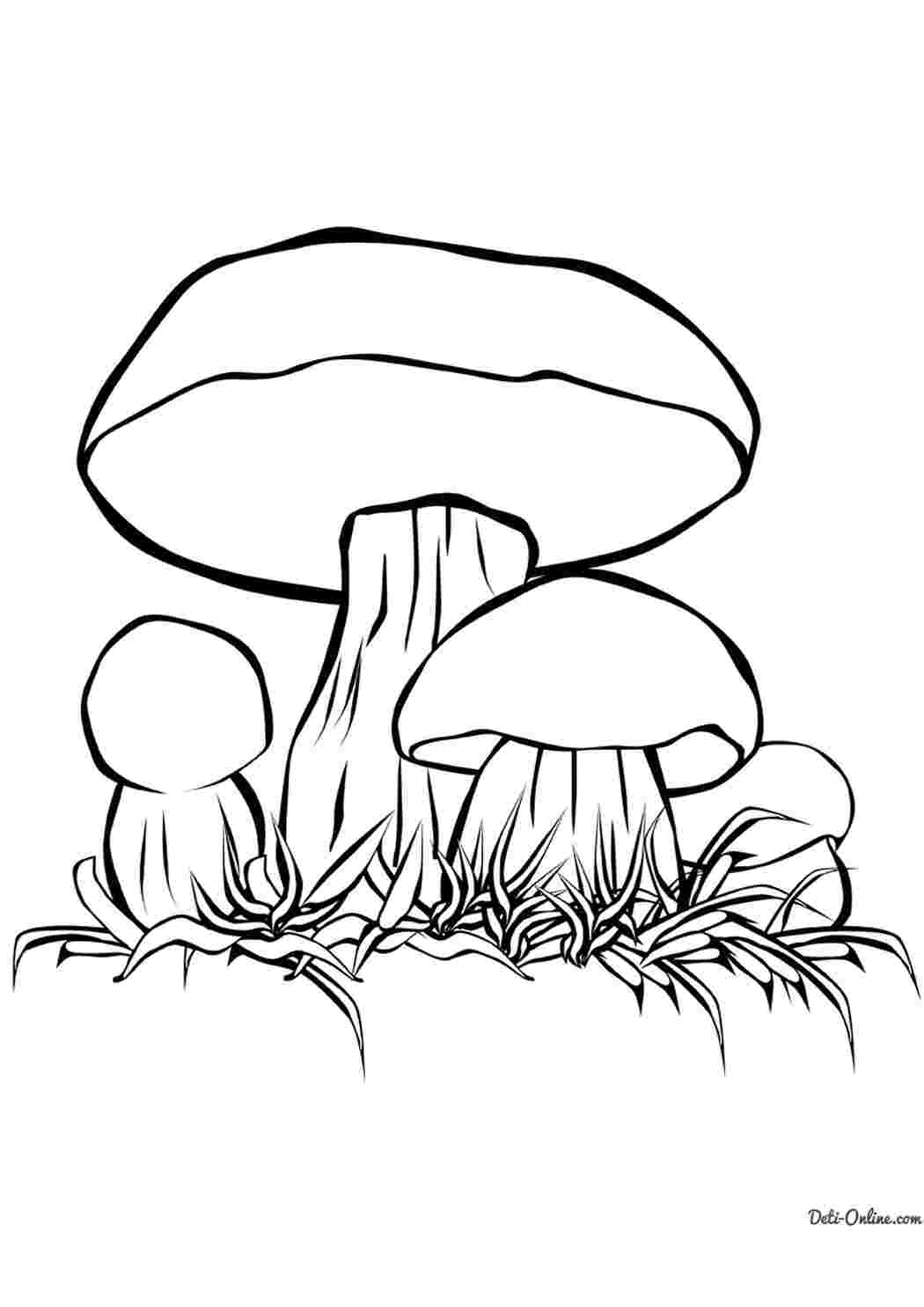 Стоковые векторные изображения по запросу Раскраска грибы лес
