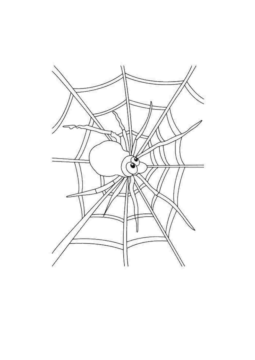 Раскраски Паучок на паутине раскраски пауки Насекомые, пчёлка