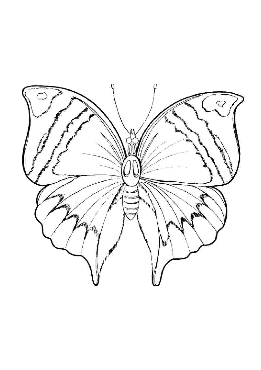 Раскраски Бабочка насекомые бабочка