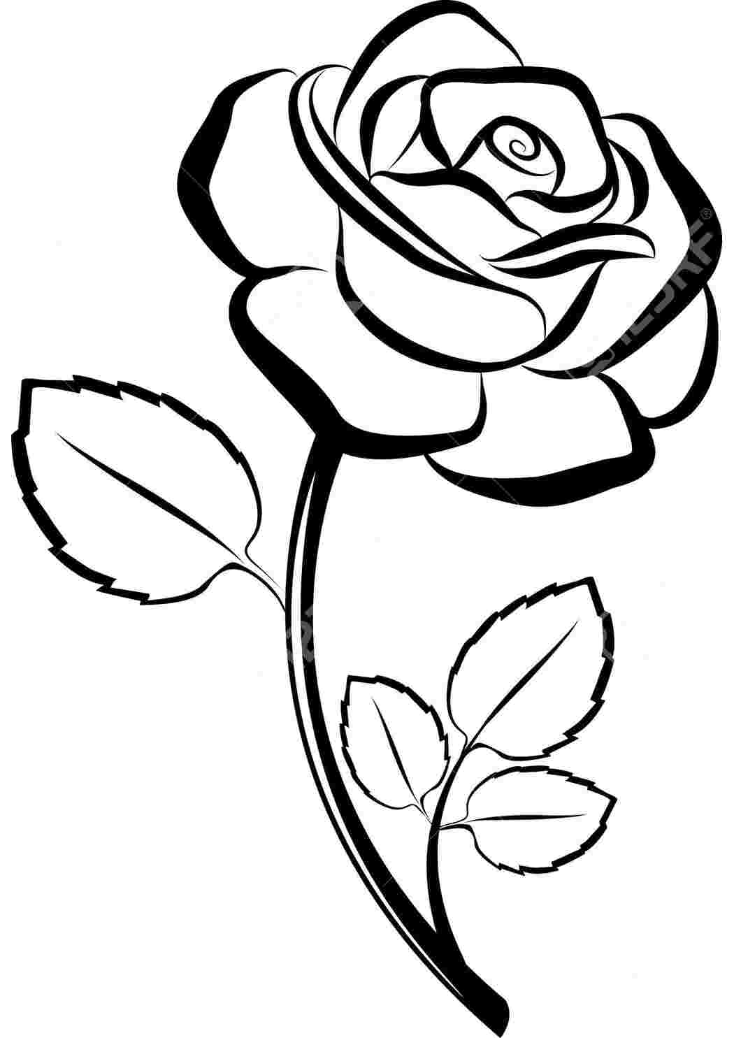 Раскраски Роза с листьями Контуры розы роза, листья, листики