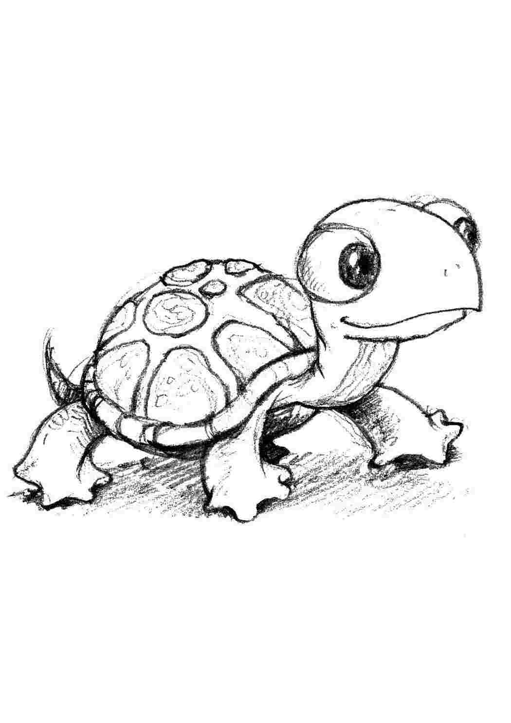 Раскраски картинки для всех возростов Черепаха
