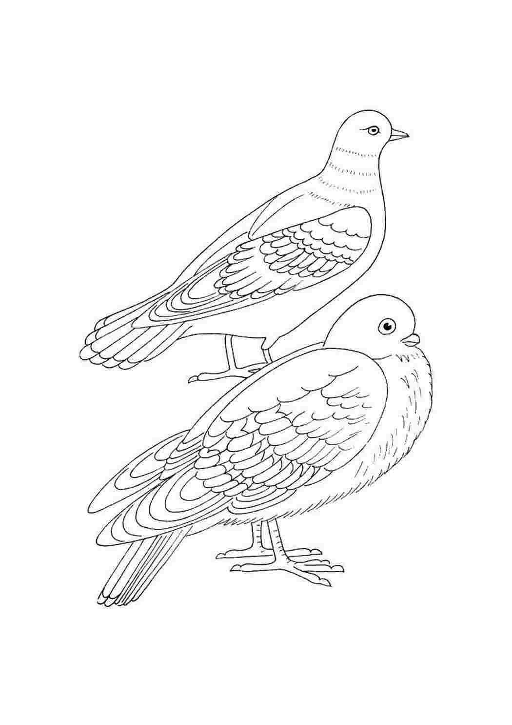 Раскраски Раскраски с птицей голубь  Два голубя