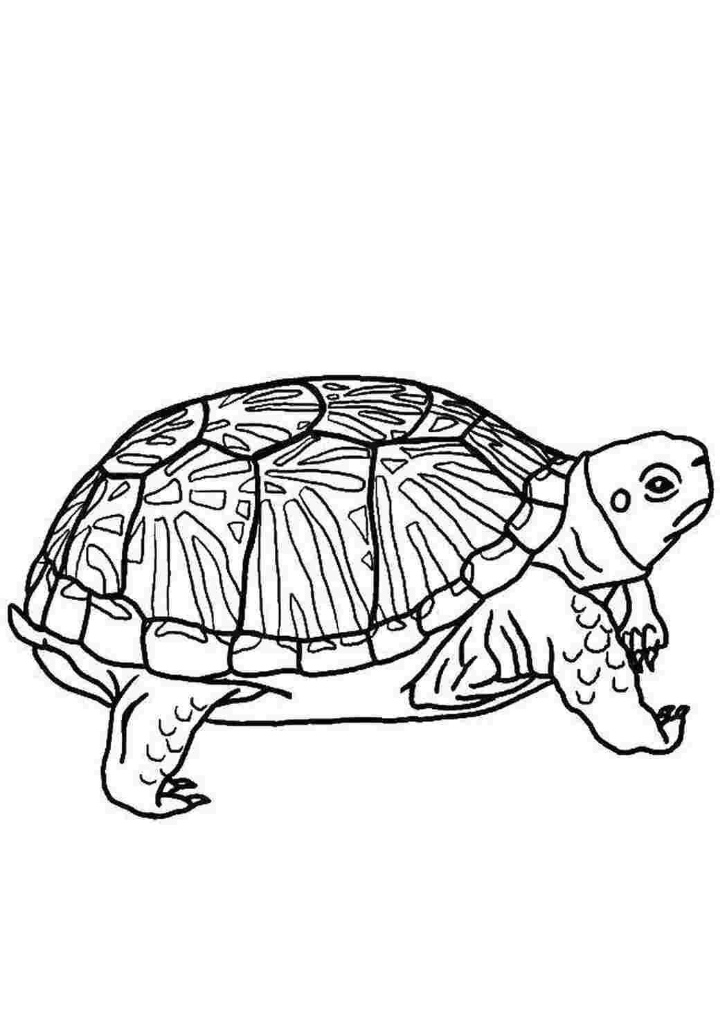Раскраски Серьезная черепаха рептилии Рептилия, черепаха