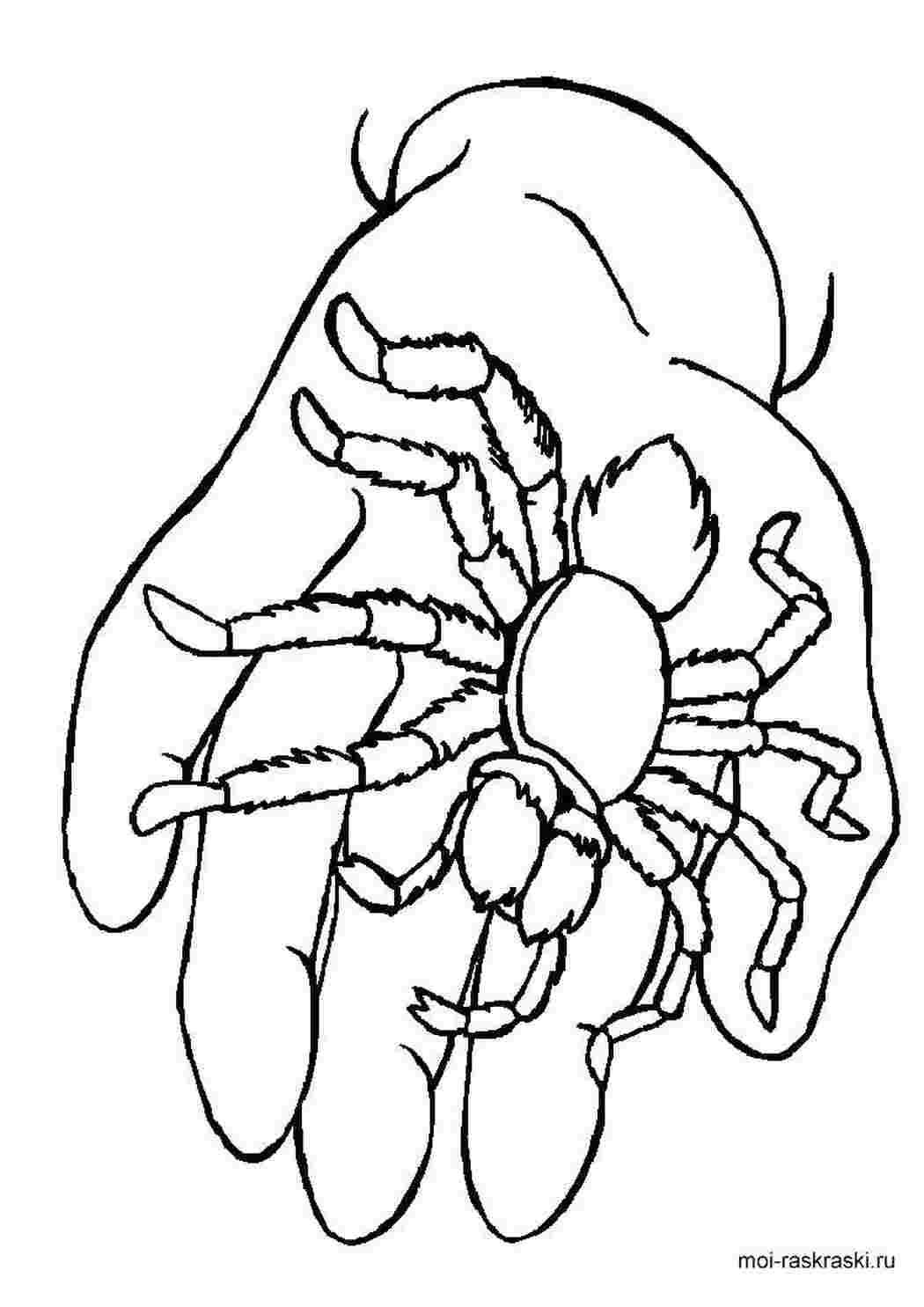 Раскраски Паук на руке раскраски пауки Насекомые, паук