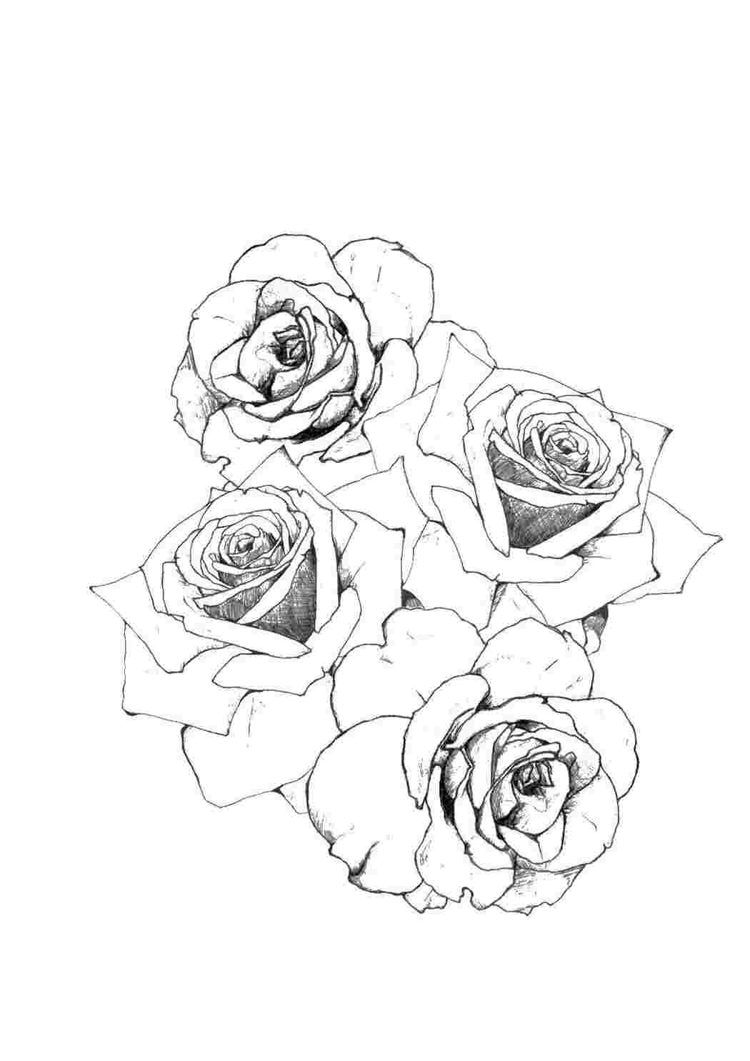 Раскраски Розы карандашом цветы роза, карандаш, лепестки
