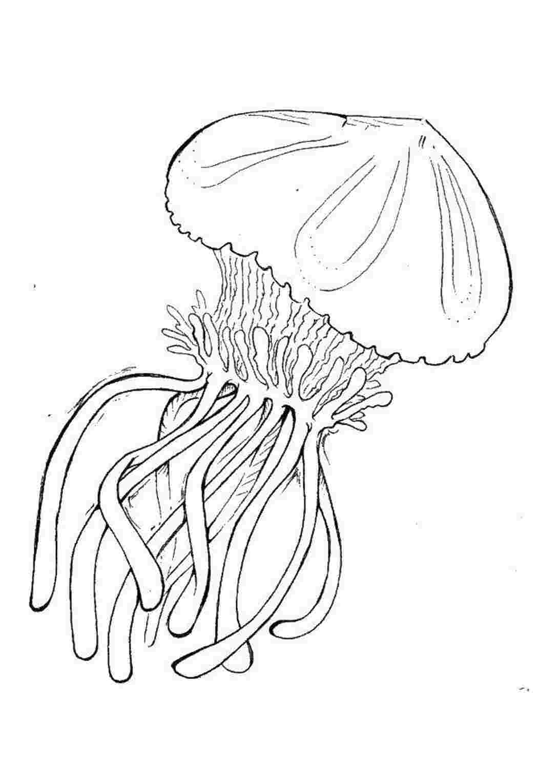 Раскраски Медуза Морские обитатели медуза