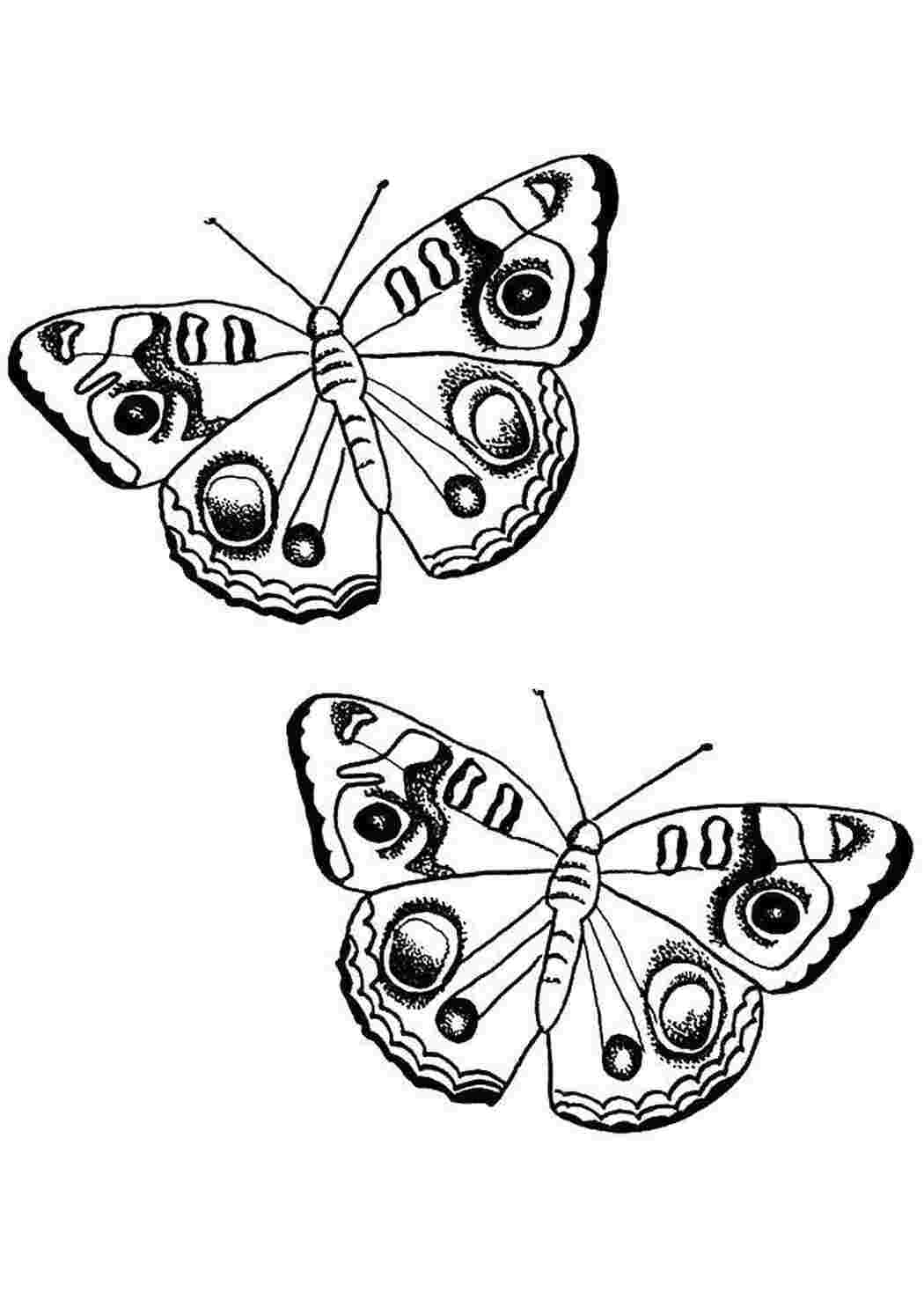 Раскраски Две бабочки раскраски цифры два, 2, бабочки