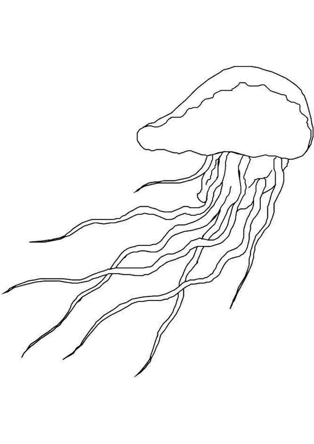 Раскраски Плывущая медузка Морские обитатели Подводный мир, медуза