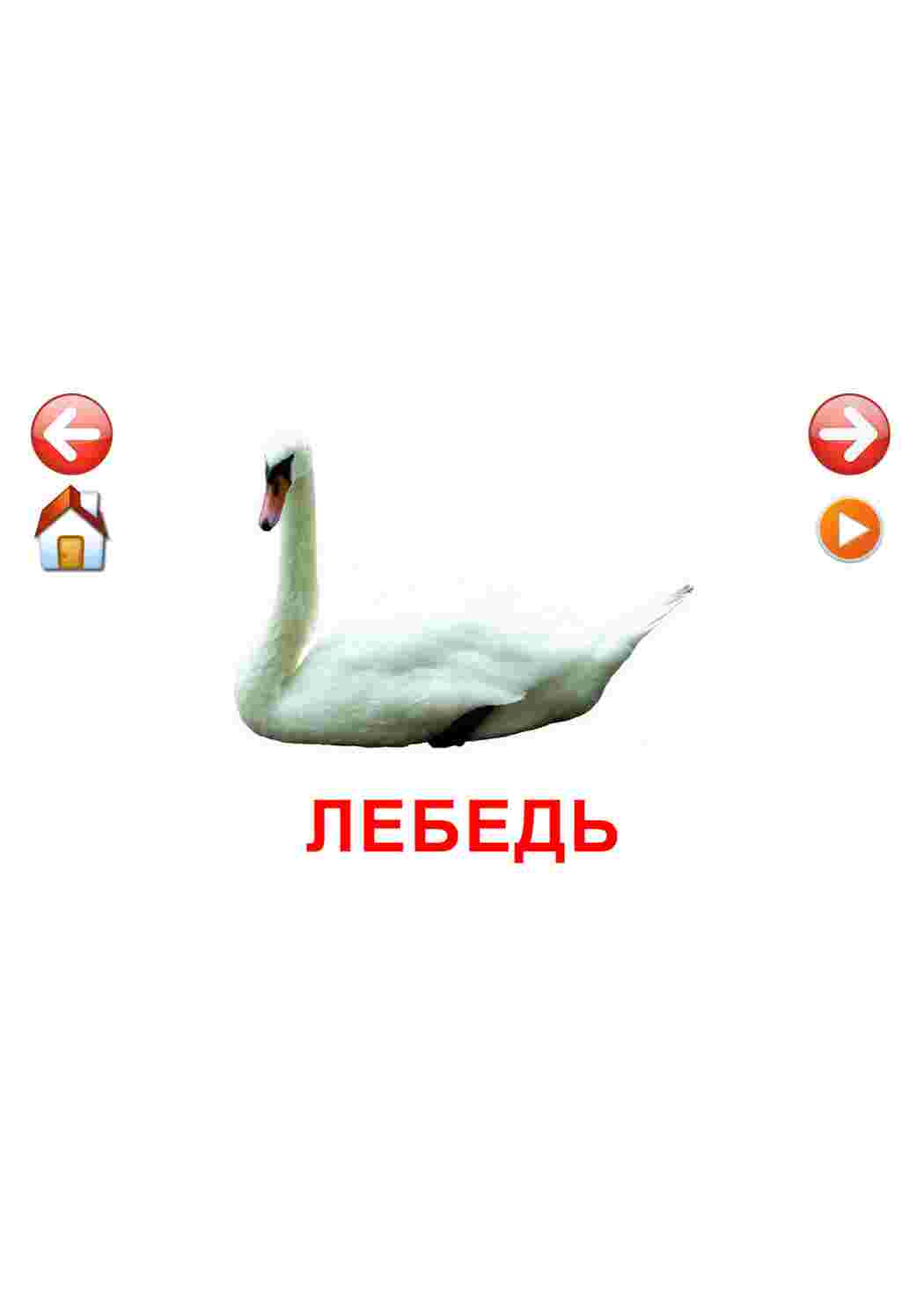  карточки домашние птицы курицы утки