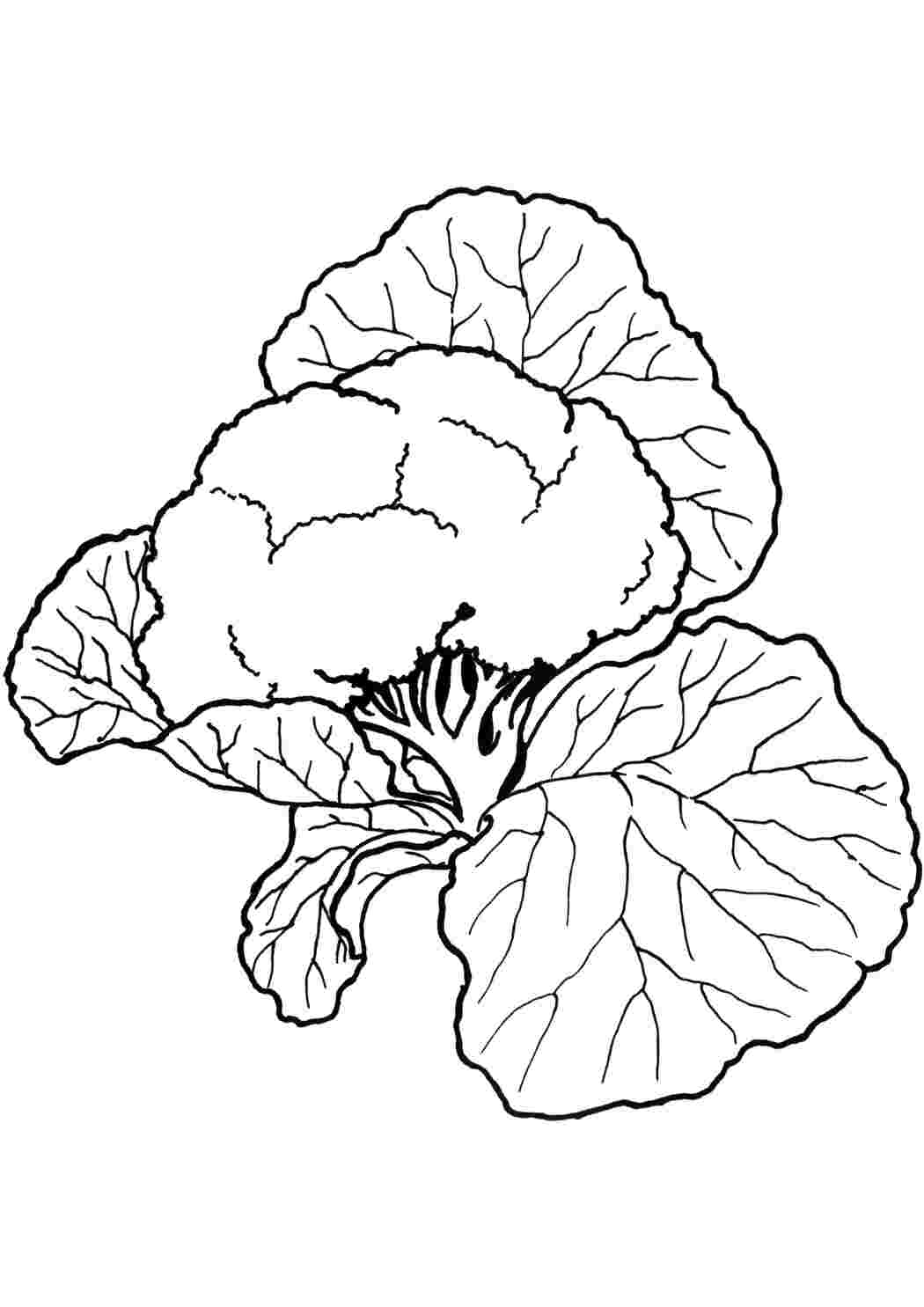 Раскраски Раскраска для детей "Фрукты, овощи и ягоды" овощи капуста