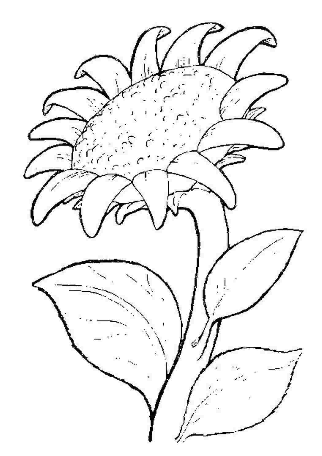 Раскраски Большой подсолнух раскраски подсолнухи, цветы
