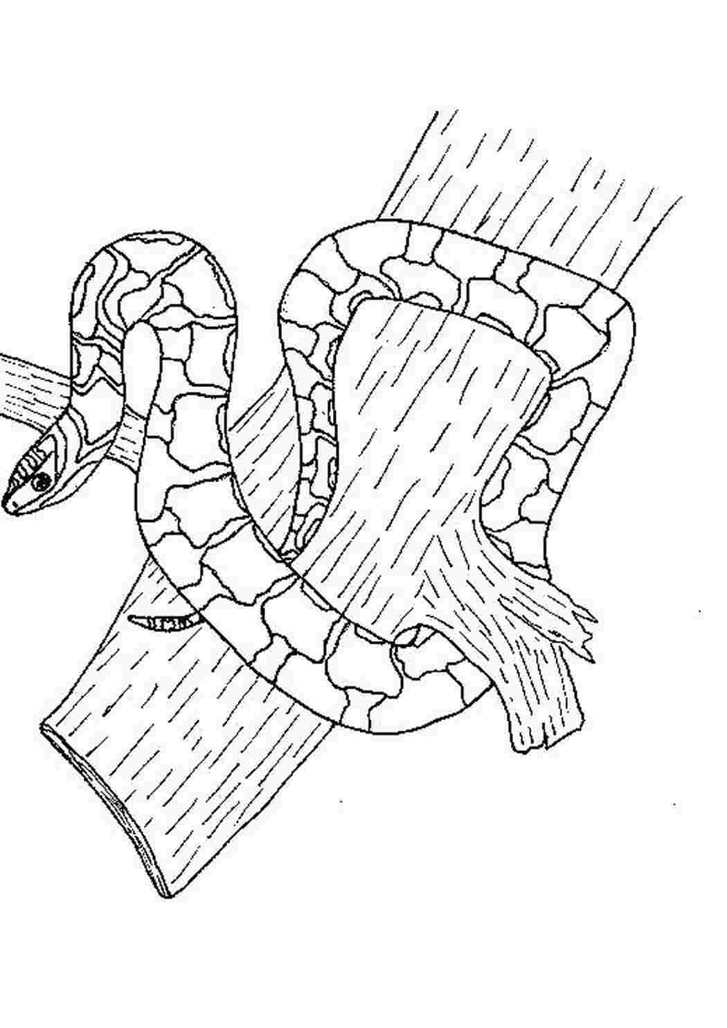 Раскраски Раскраски змея ползет по дереву Дикие животные Змея