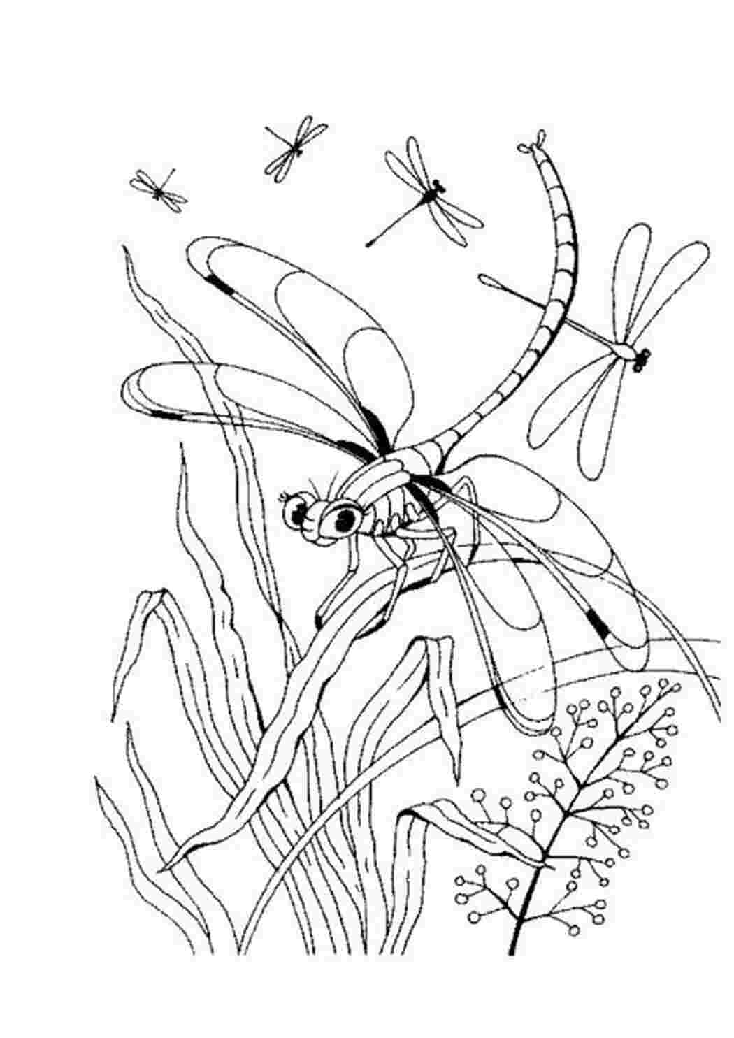 Раскраски насекомые детские раскраски, насекомые, стрекоза, трава  Раскраски скачать онлайн