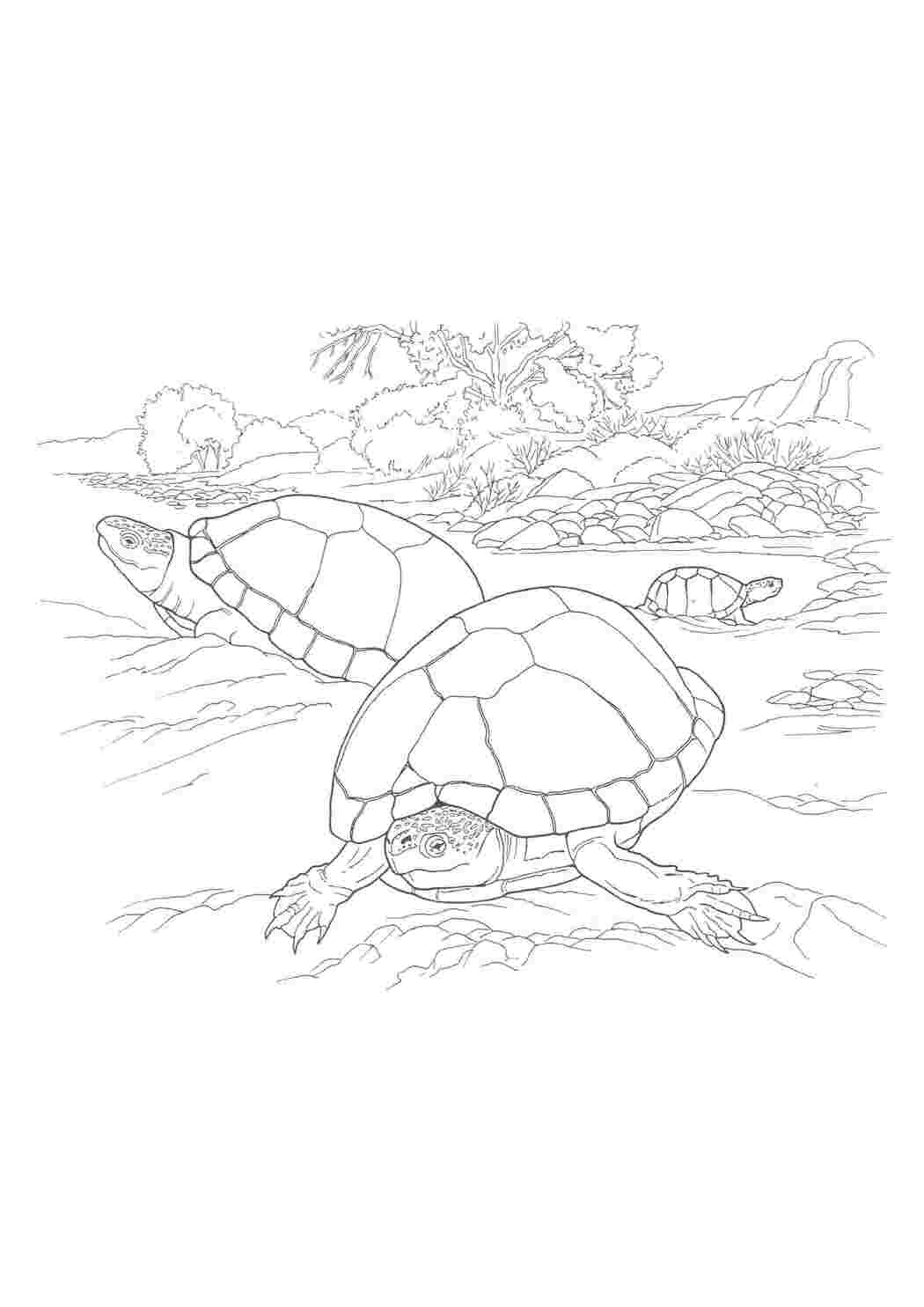 Раскраски Мудрые черепахи рептилии Рептилия, черепаха