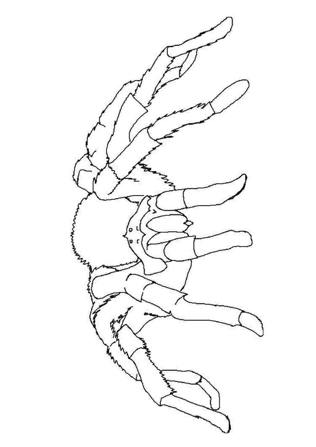 Раскраски Тарантул раскраски пауки Насекомые, паук