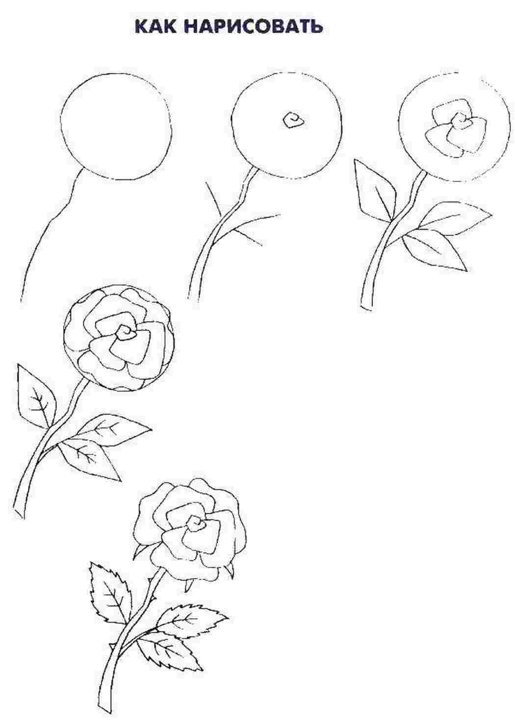 Как нарисовать легкую розу - 30 фото