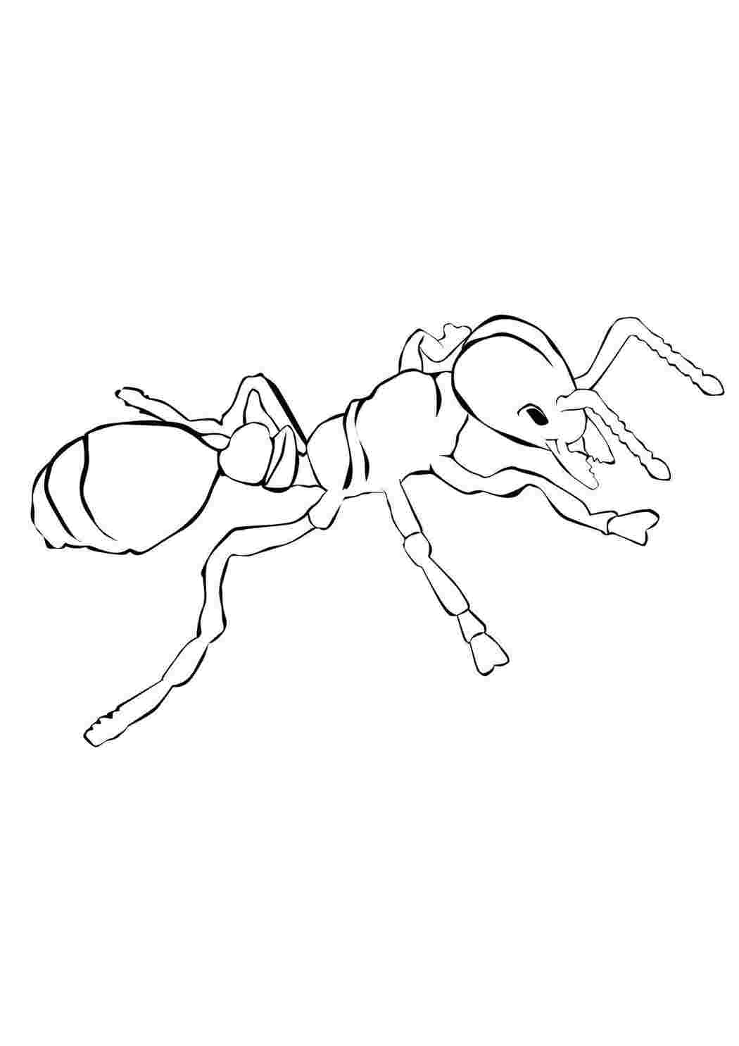 Раскраски Муравей раскраски Насекомые, муравей