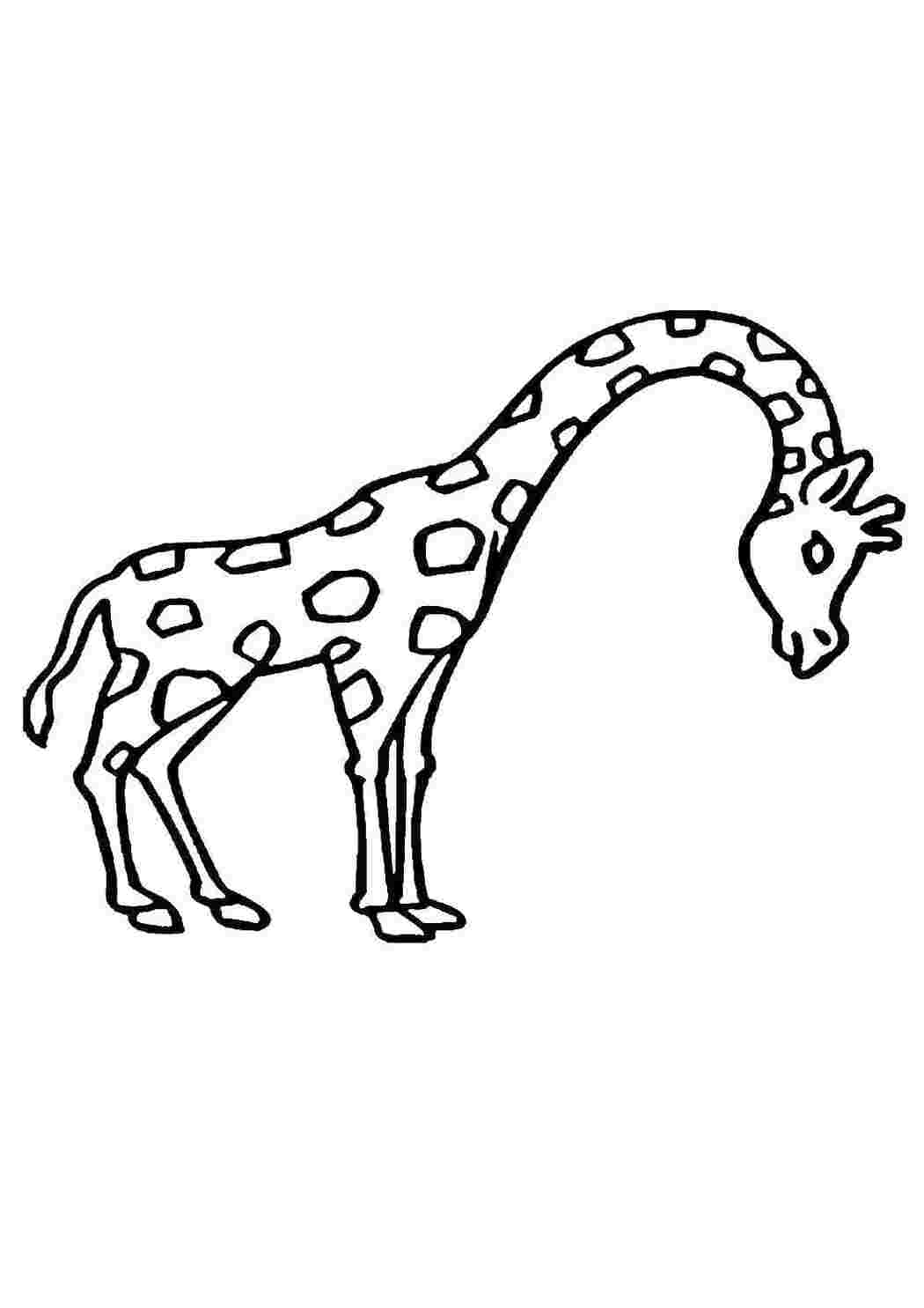  Жираф