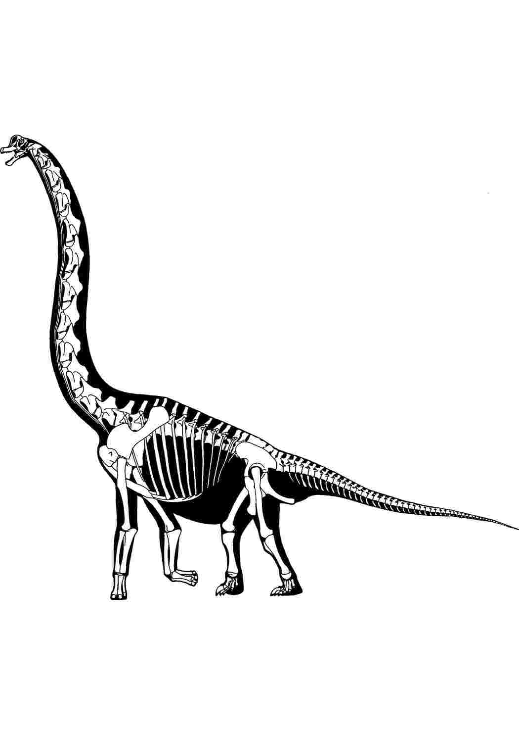 Раскраски Скелет апатозавра парк юрского периода Динозавры
