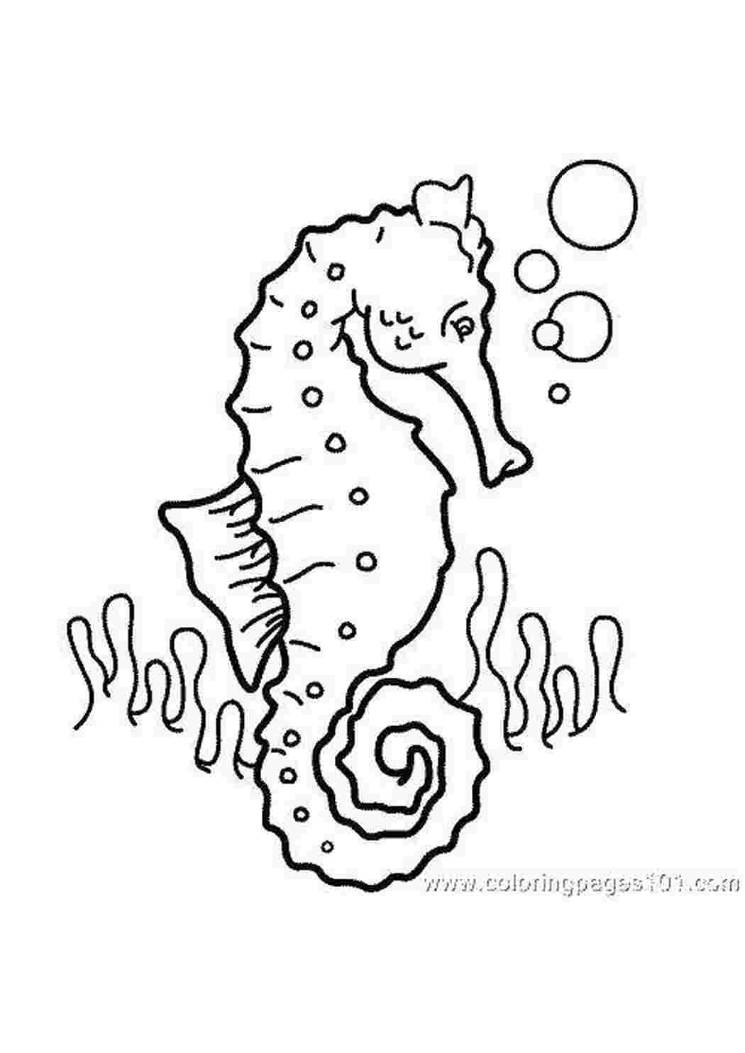 Морские животные Подводный мир, морские коньки