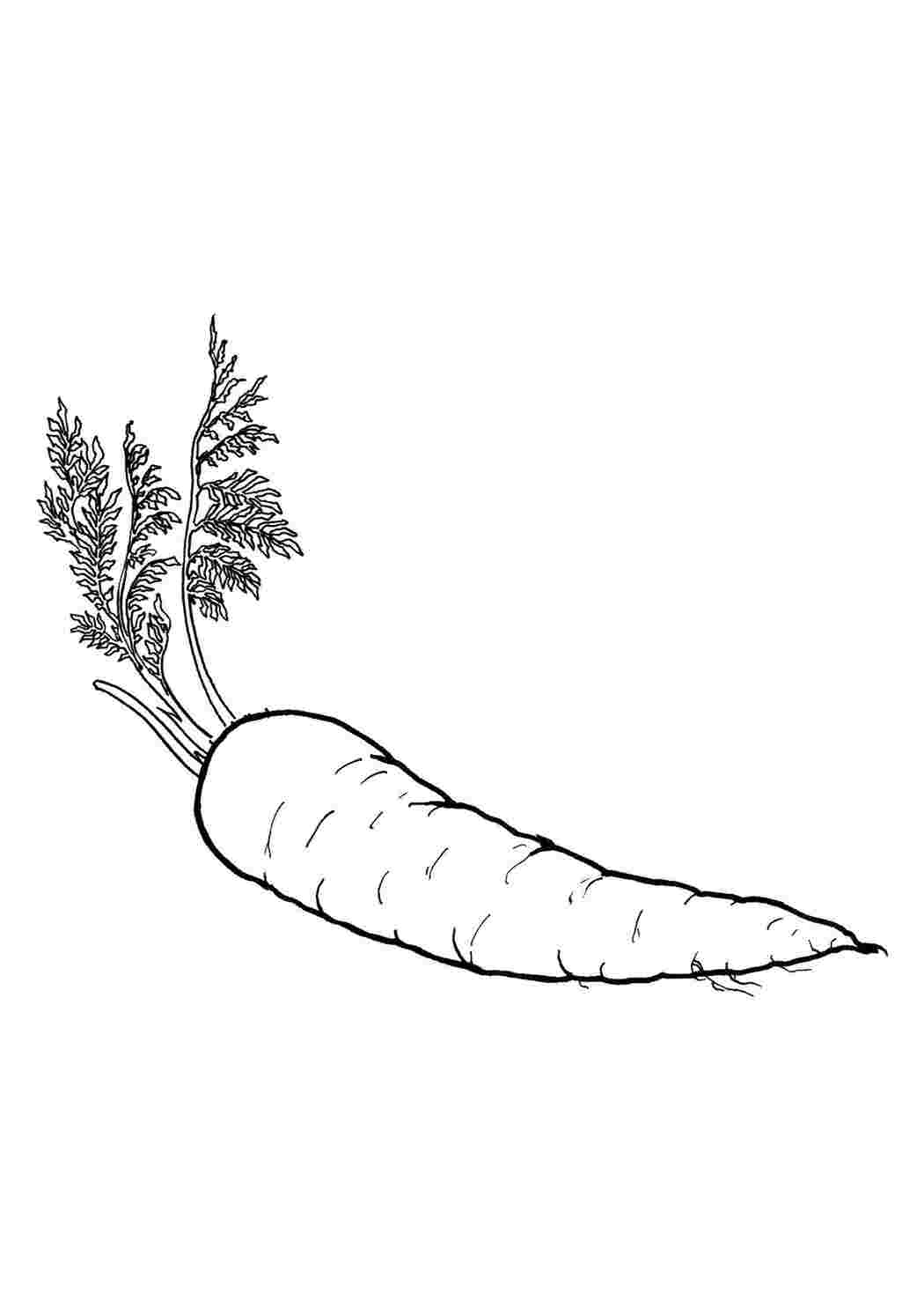 овощи морковка