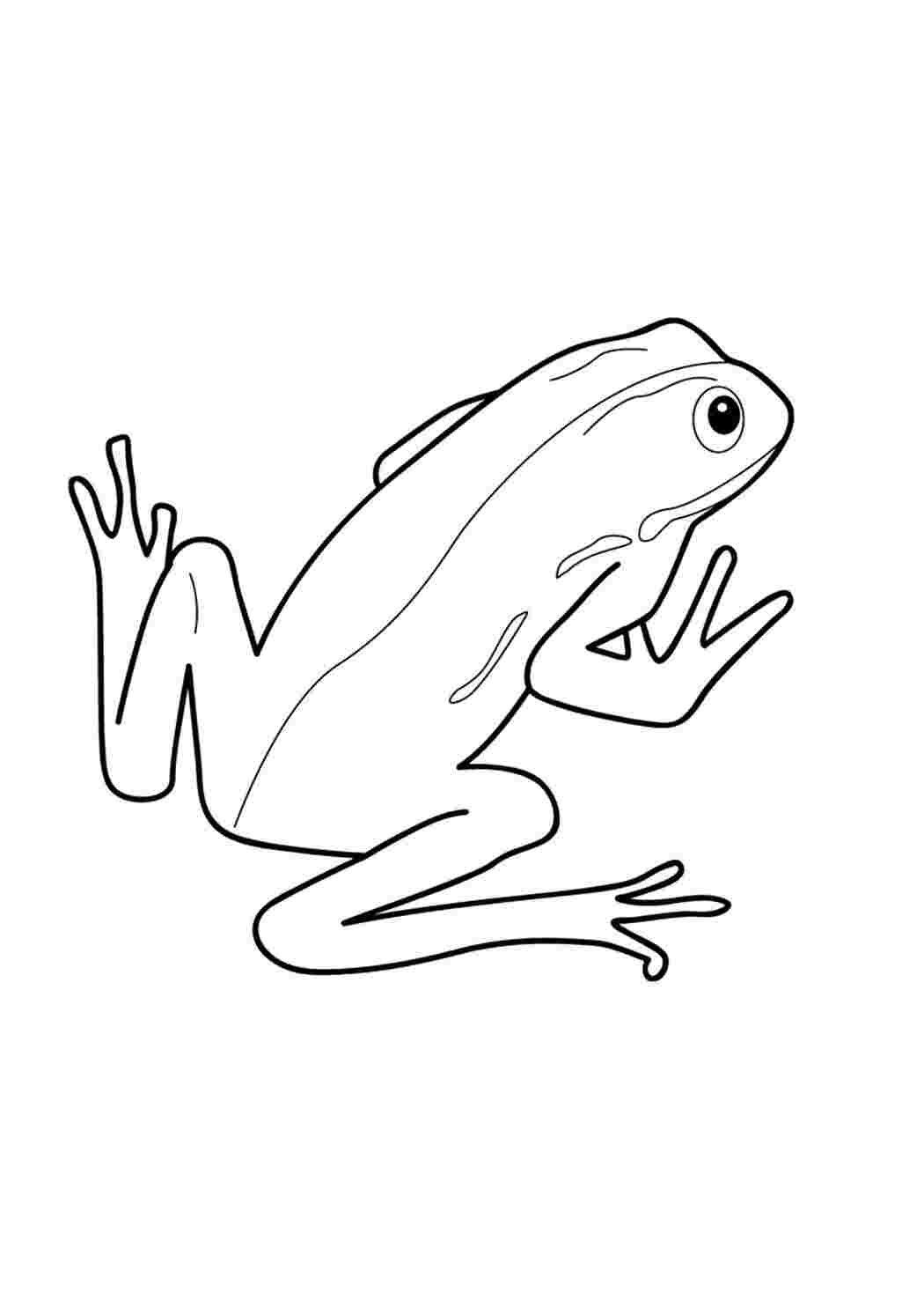 рептилии Рептилия, лягушка